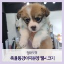 딜라잇독 이미지