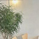 시카고커리 이미지