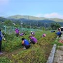 인도변 화단 이미지