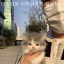 데일리독인천강아지분양
