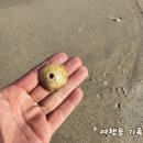 송지호해변(여) 네이버블로그