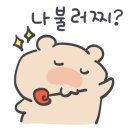 라이프독 강릉점 24시 강아지분양 고양이분양 이미지