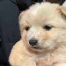 댕댕냥냥 이미지