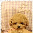 해피한 멍 이미지