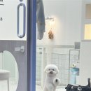 러비도기 이미지