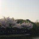 청만장 | 벚꽃애호가의 서울 벚꽃 명소 추천 | 서울숲 VS 양재천 후기 | 포토스팟