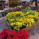 영천초교 이미지