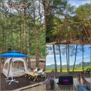 사곡길 | [삼척여행] 매미소리에 근심을 잊는, 소나무숲속 조용한 캠핑장 '병풍바위야영장'