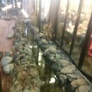 갈비둥지로 이미지