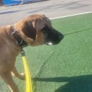 임현곤 반려견 교육센터 이미지