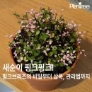 광주 소태동 식물샵 플랜트리) 새순이 핑크핑크! 핑크브리즈의 비밀부터 삽목, 관리법까지