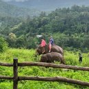 나주고등학교 | 치앙마이 코끼리 반나절 단독 투어로 바나나주고 온 후기 엘리펀팜 카페 반캉왓 소품샵 추천!
