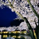 김천농협감천지점 | 김천 연화지 벚꽃 : 소원을 이뤄주는 봄의 명당 - 완벽 가이드 (2026) 🌸