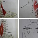 목/어깨/두통이 올때 단축되어 있는 승모근 근육을 풀어주면 두통약도 필요없어요^^ 이미지