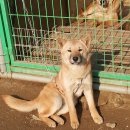 정아 켄넬 이미지