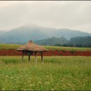 봉평메밀밭 이미지