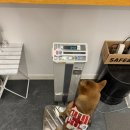 서촌동 댕번지 | [청주 흥덕구 애견카페] 서촌동댕번지 방문 후기, 호텔링 유치원 주차 정보