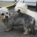 댄디애견 이미지