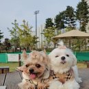 멍테일즈 | 수원 매탄동 애견 미용실 멍테일즈 목욕 위생미용