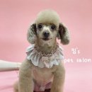 킴스펫살롱 이미지