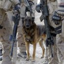 사람과애견 이미지