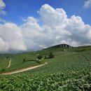 매봉산 바람의언덕 이미지