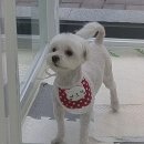 빵실하개 이미지