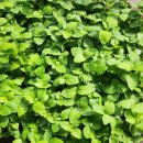 신흥종묘농약사 이미지