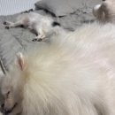 일신로터리 | [임신 18주차] 18주 정기검진, 부산 해목, 하이레이어드컷(?), 주필터등갈비, 너무 더운 냉털 일상..