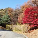 야탑로245번길 이미지