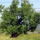 지여해 충신각 이미지