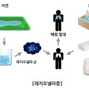 레지오넬라증(Legionella) 감염성 질환이란? 이미지