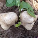 솔로몬농장 이미지