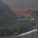장미이불집