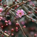 매화목장 이미지