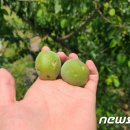 곡성-176 이미지