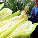 대학찰옥수수 이미지