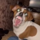 듀