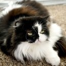 귀족동물병원 이미지