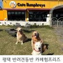 견종제한없는 강아지 카라반바베큐 카페험프리즈