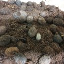 행복한 굼벵이 마을 이미지