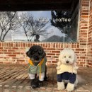 꽃길만걷개 | 강원도 춘천 애견펜션 대형운동장 꽃길만걷개 서울인근