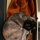 꽃길 걷는 고양이 이미지