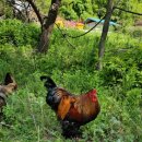 내린천펜션계곡사랑 이미지