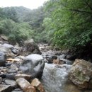용문산약초 Daum카페