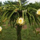 Dragon Fruit, 노화방지, 다이어트 과일 이미지