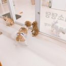 미소댕댕 이미지