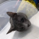 길동물병원 이미지