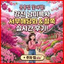 해당화 | 분홍빛 꽃대궐, 강진 남미륵사 서부해당화 &amp; 철쭉 실시간 후기 (주차 팁 포함!)