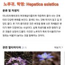 비단풀 효능..분홍노루귀 이미지